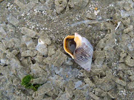 snail and worm shells.JPG