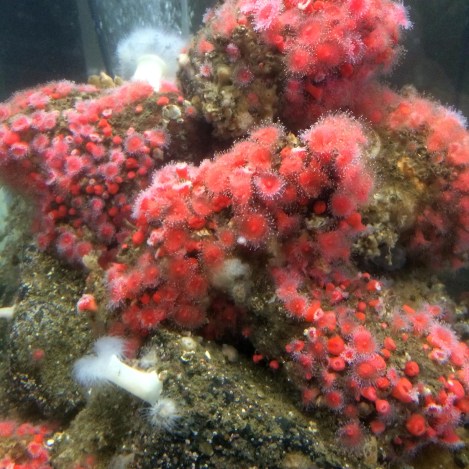 Strawberry anemones.jpg