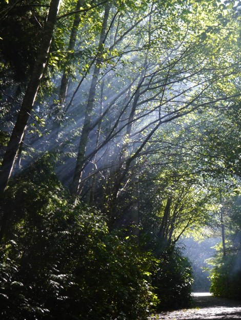 trees and eclipse beams