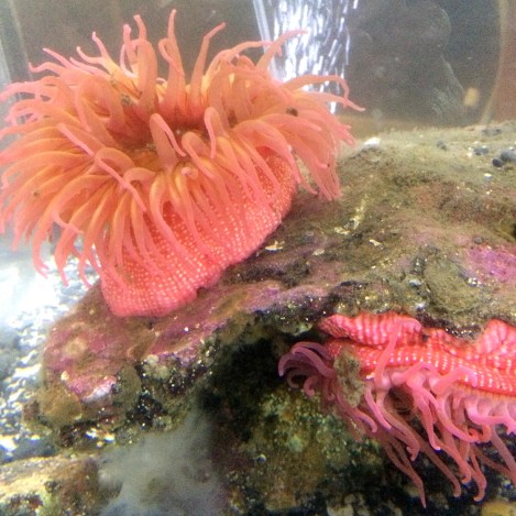 White spotted rose anemone.jpg