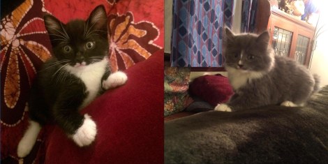 Arthur and Boudica kittens